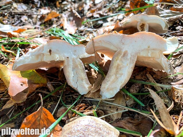 Graugrüner Milchling, Lactarius blennius