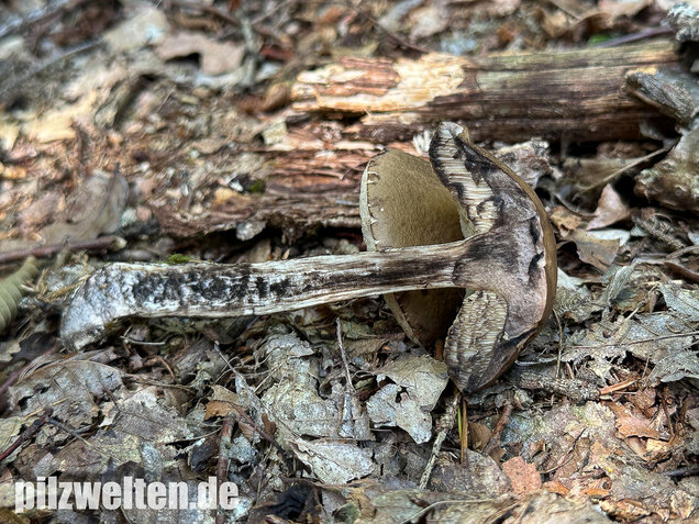 Hainbuchenraufuß, Leccinellum pseudoscabrum