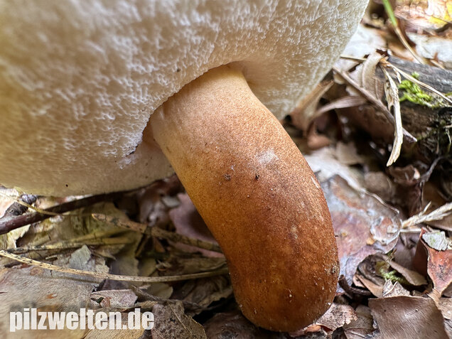 Hasenröhrling, Zimtröhrling, Gyroporus castaneus