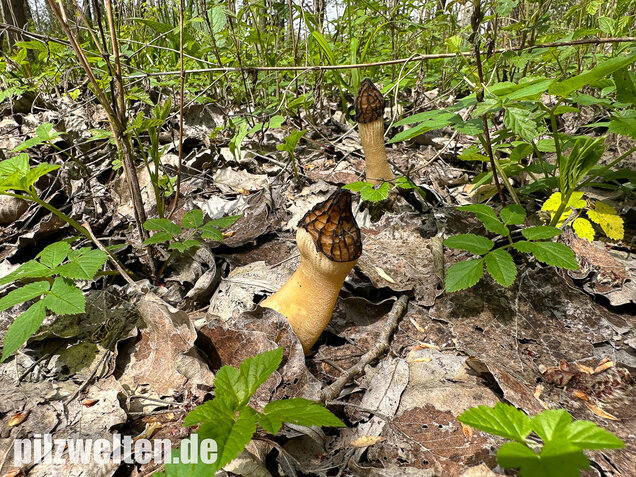 Käppchenmorchel, Morchella semilibera