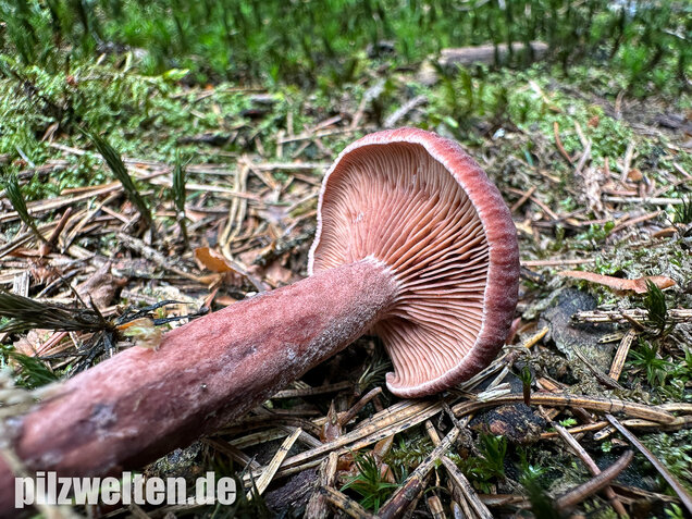 Kampfermilchling, Lactarius camphoratus