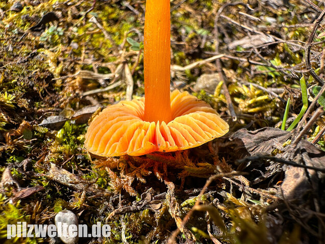 Kugelsporiger Saftling, Hygrocybe subglobispora