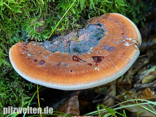 Laubholzharzporling, Ischnoderma resinosum