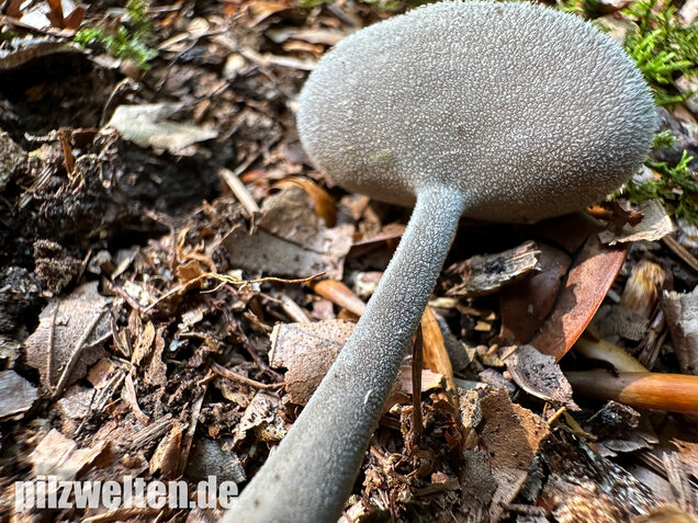 Langstielige Becherlorchel, Grauer Langfüßler, Helvella macropus