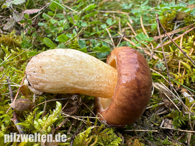 Ringloser Butterpilz, Suillus collinitus