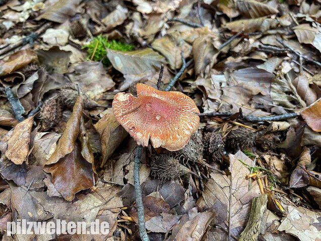 Rotschuppiger Raukopf, Cortinarius bolaris