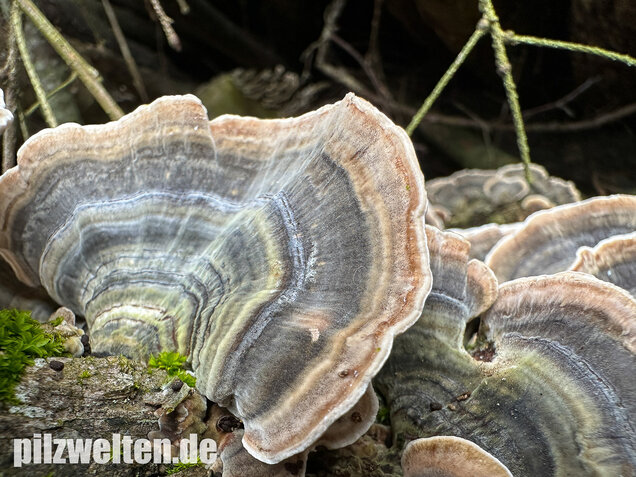 Schmetterlingstramete, Turkey tail mushroom, Trametes versicolor
