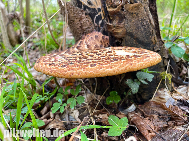 Schuppiger Porling, Cerioporus squamosus