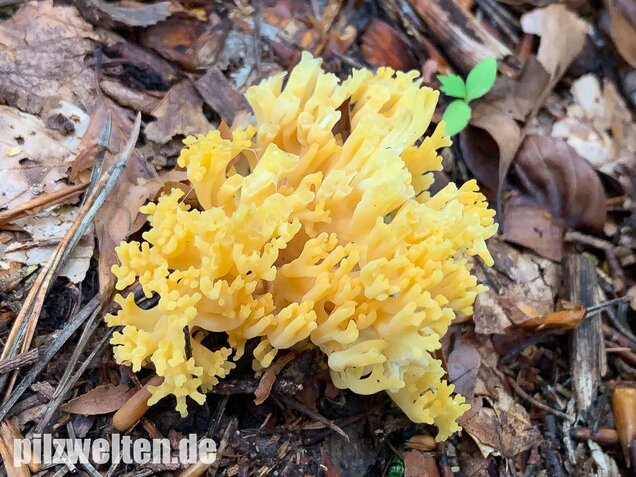 Schwefelgelbe Koralle, Ramaria flava