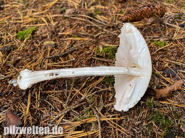 Sternschuppiger Riesenschirmling, Macrolepiota fuliginosa