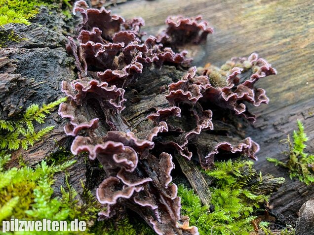 Violetter Knorpelschichtpilz, Chondrostereum purpureum