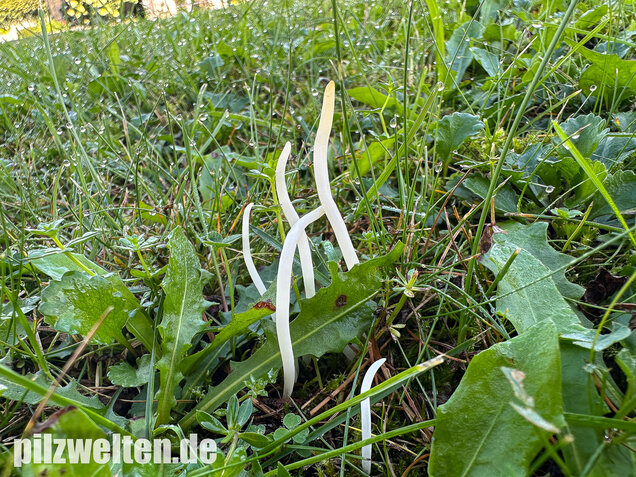 Wiesenkeule, Wurmförmige Keule, Clavaria fragilis