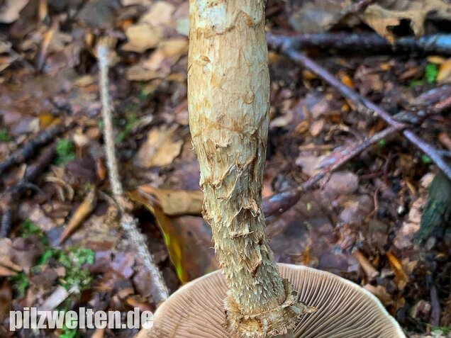 Wurzelnder Marzipanfälbling, Hebeloma radicosum