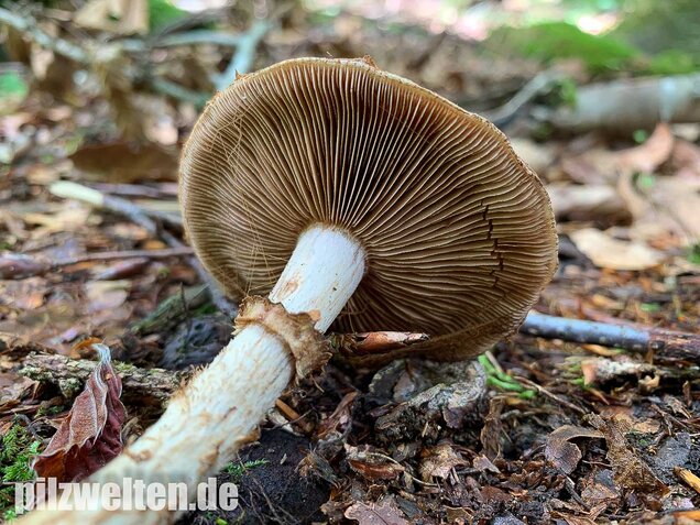 Wurzelnder Marzipanfälbling, Hebeloma radicosum