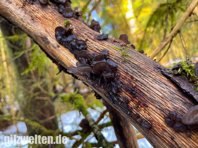 Abgestutzter Drüsling, Stoppeliger Drüslinge, Exidia glandulosa