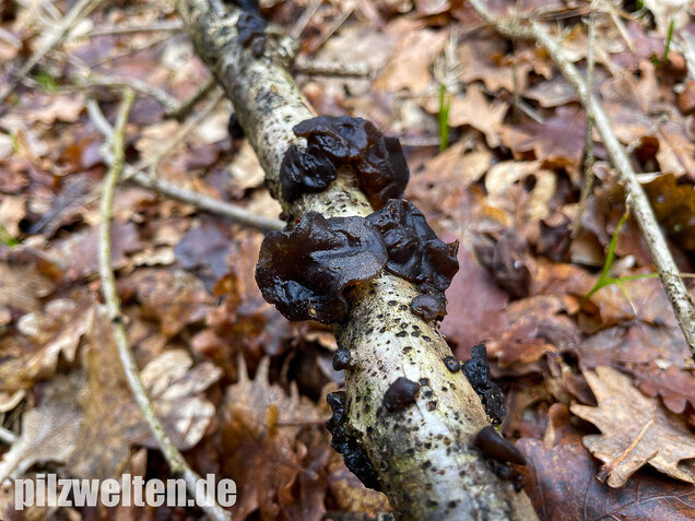 Abgestutzter Drüsling, Stoppeliger Drüslinge, Exidia glandulosa