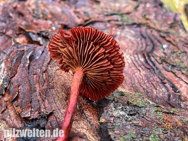 Blutroter Hautkopf, Cortinarius sanguineus