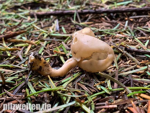Elastische Lorchel, Helvella elastica