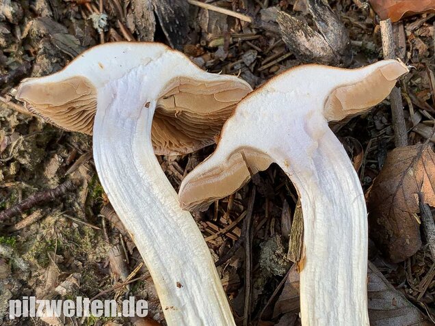 Fuchsigbrauner Schleimkopf, Cortinarius vulpinus