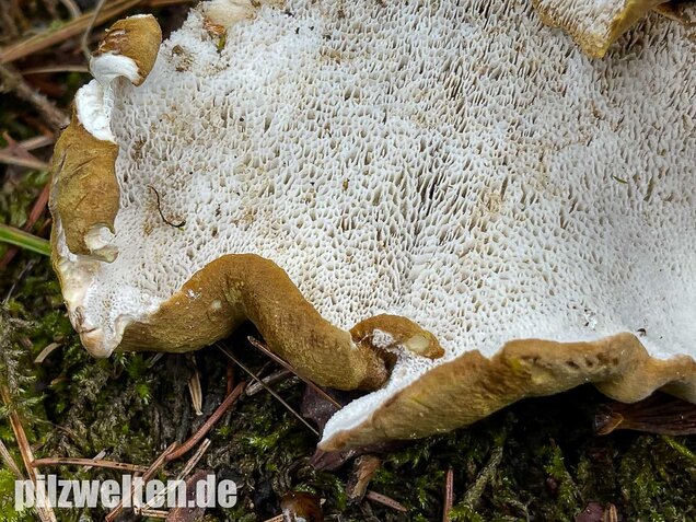 Gelbgrüner Kammporling, Laeticutis cristata