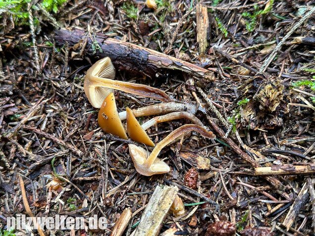 Gifthäubling, Nadelholzgifthäubling, Galerina marginata