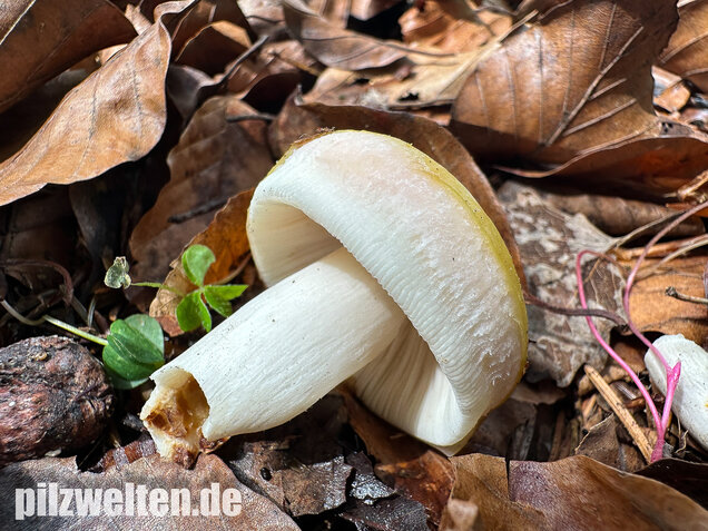 Grüner Speisetäubling, Russula heterophylla