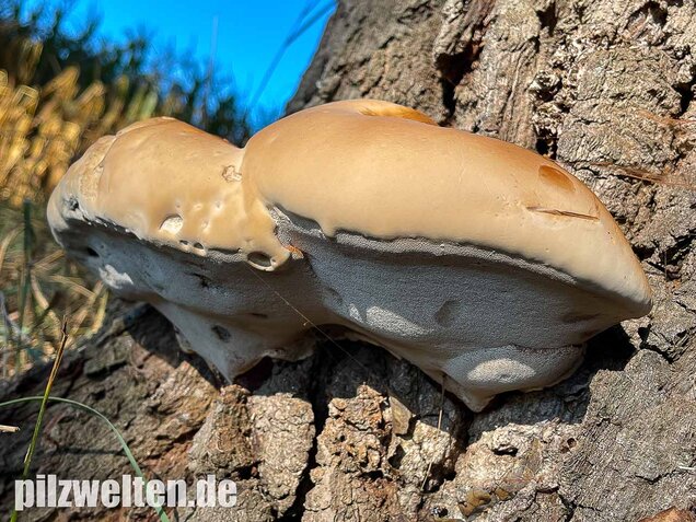 Harziger Lackporling, Ganoderma resinaceum