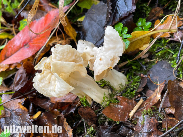 Herbstlorchel, Helvella crispa