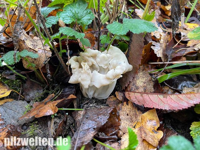 Herbstlorchel, Helvella crispa