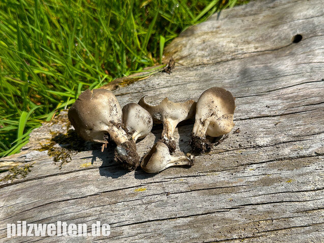 Kleine Becherlorchel, Dissingia confusa