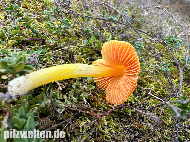 Kugelsporiger Saftling, Hygrocybe subglobispora