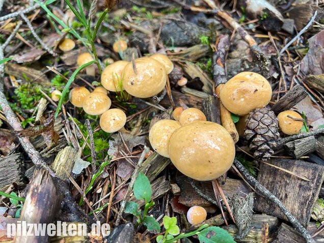 Kuhröhrling, Suillus bovinus
