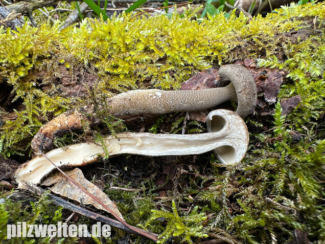 Maiporling, Bewimperter Stielporling, Lentinus substrictus