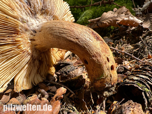 Morsetäubling, Marzipantäubling, Russula illota