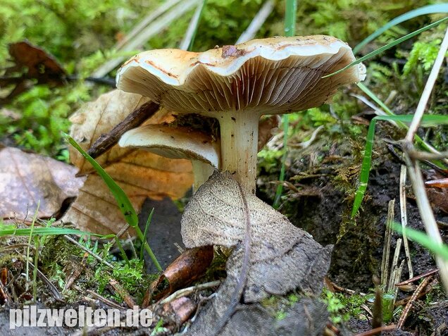Nadelwaldschüppling, Pholiota spumosa