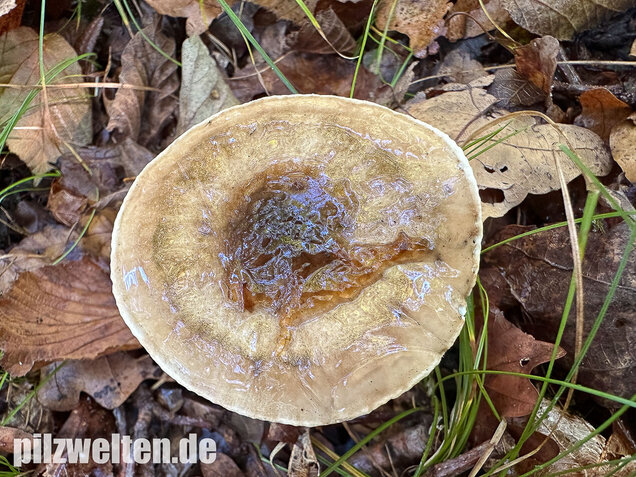 Zweifarbiger Schneckling, Olivbraungestiefelter Schneckling, Hygrophorus persoonii