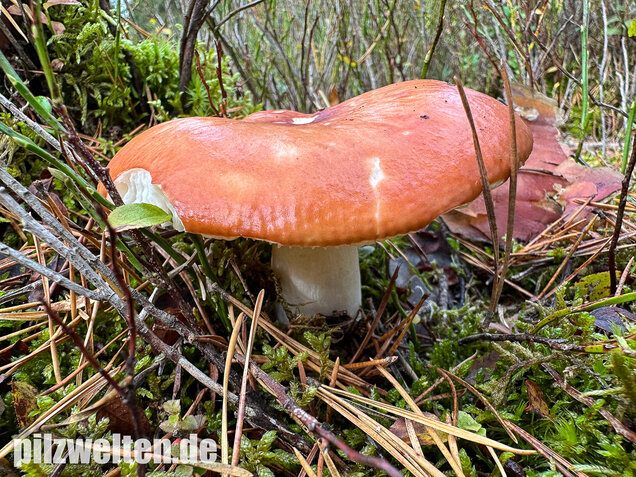 Orangeroter Graustieltäubling, Orangeroter Moor-Täubling, Russula decolorans