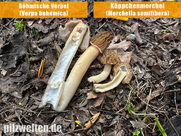 Käppchenmorchel, Morchella semilibera