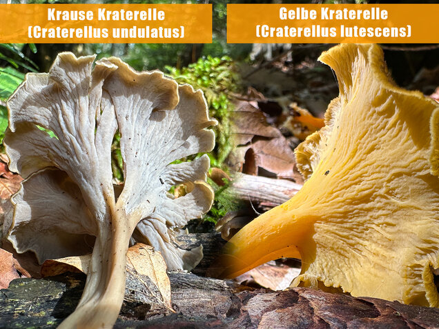 Krause Kraterelle, Krauser Leistling, Craterellus undulatus