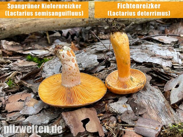 Spangrüner Kiefernreizker, Lactarius semisanguifluus