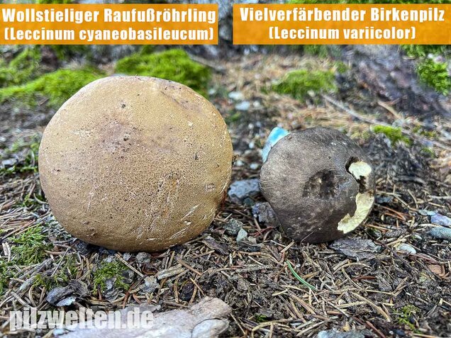 Vielverfärbender Birkenpilz, Leccinum variicolor