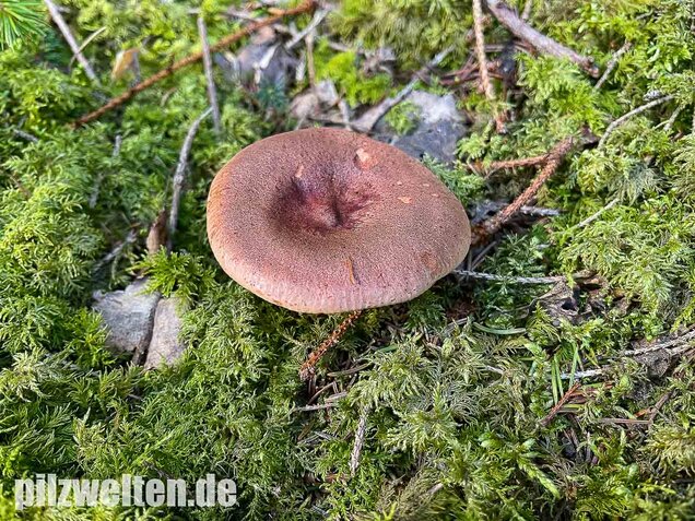 Rotbrauner Milchling, Lactarius rufus
