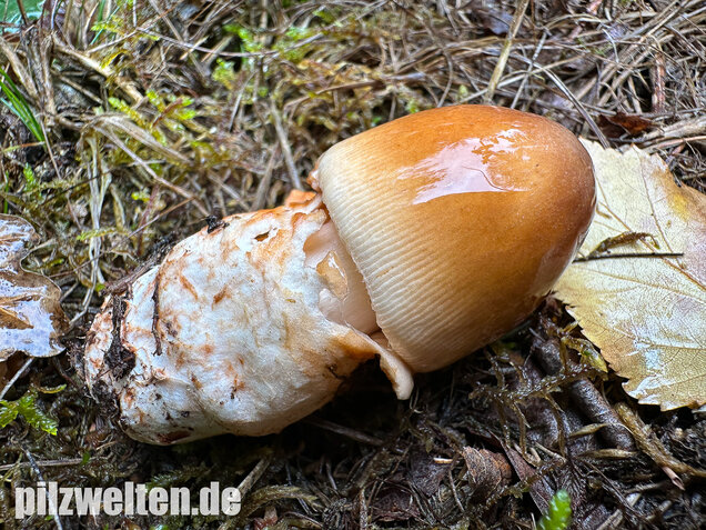 Rotbrauner Scheidenstreifling, Amanita fulva
