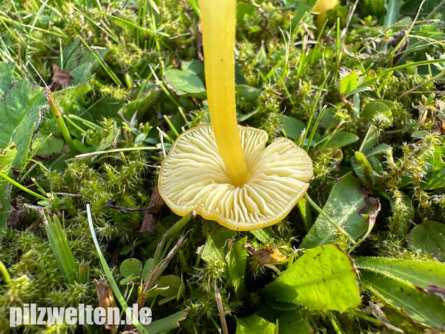 Safrangelber Saftling, Hygrocybe acutoconica