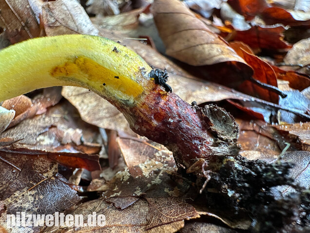 Starkblauender Rotfußröhrling, Xerocomellus cisalpinus
