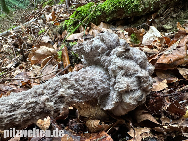 Strubbelkopfröhrling, Strobilomyces strobilaceus