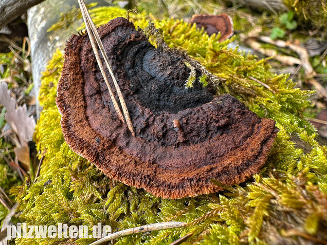 Tannenblättling, Gloeophyllum abietinum