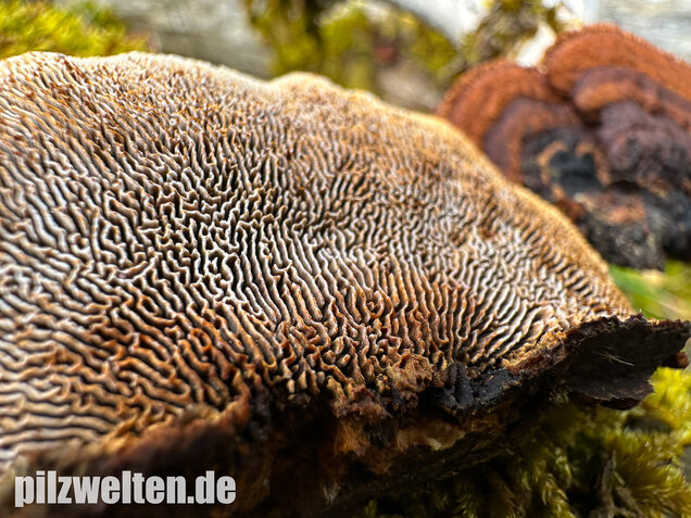 Tannenblättling, Gloeophyllum abietinum