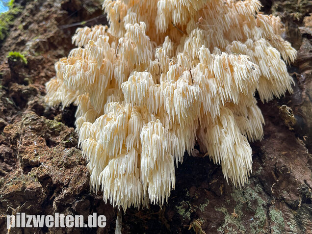 Tannenstachelbart, Hericium flagellum