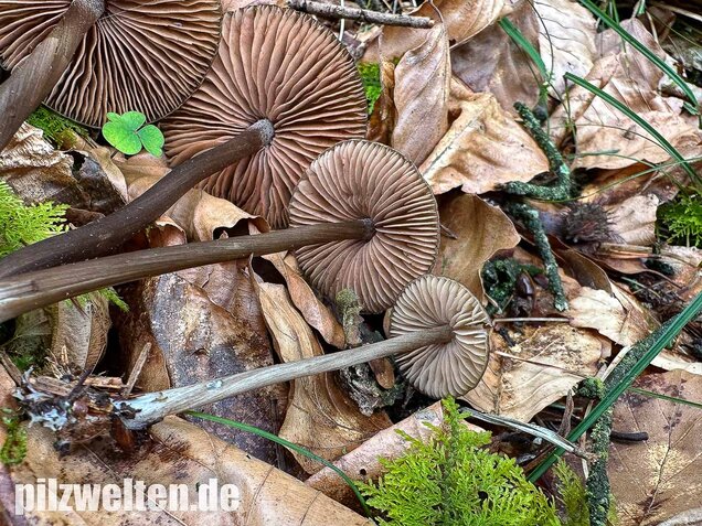 Traniger Rötling, Gebrechlicher Glöckling, Entoloma hirtipes